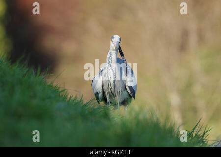 Héron cendré (Ardea cinerea) adulte, debout sur grassy bank, Cumbria, Angleterre, Mars Banque D'Images