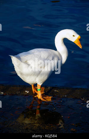 Un marché intérieur chinois blanc goose Anser cygnoides debout à côté d'un parc public Lake dans le Yorkshire du nord Banque D'Images