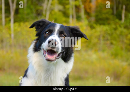 Border Collie pleine vue de profil avant d'arbres en arrière-plan. un chien heureux et très ciblé avec des couleurs d'automne. Banque D'Images