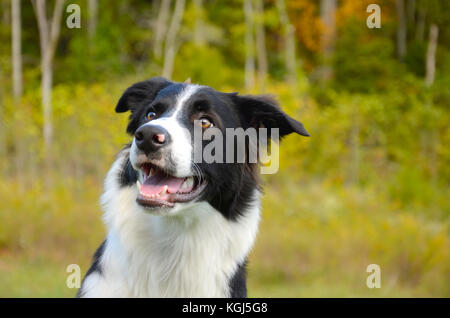Border Collie 3/4/Vue de profil avec des arbres en arrière-plan. un chien très ciblée avec les couleurs de l'automne ou en noir et blanc. Banque D'Images