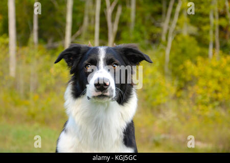 Border Collie pleine vue de profil avant d'arbres en arrière-plan. un chien très ciblé avec des couleurs d'automne. Banque D'Images