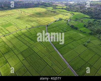 Drone aérien vue sur une rizière champ dans ubung Denpasar Bali Banque D'Images