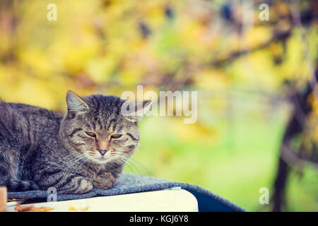 Cat sitting Piscine contre feuilles aux couleurs automnales. Sommeil de chat dans un jardin Banque D'Images