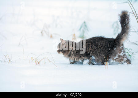 Portrait de chat sibérien gris la marche à l'extérieur en hiver dans la neige profonde Banque D'Images