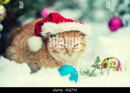 Portrait d'un chat de gingembre wearing santa claus hat outdoor en hiver. concept de noël. cat assis dans la neige outdoor Banque D'Images