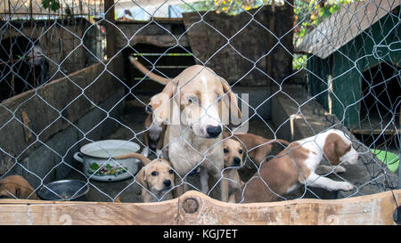 Podgorica, Monténégro, septembre 2017 - Chien de chasse sans-abri et les chiots en attente d'être adopté par un nouveau propriétaire dans un refuge pour animaux abandonnés Banque D'Images