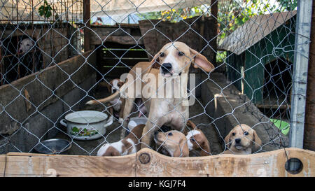 Podgorica, Monténégro, septembre 2017 - Chien de chasse sans-abri et les chiots en attente d'être adopté par un nouveau propriétaire dans un refuge pour animaux abandonnés Banque D'Images