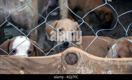 Podgorica, Monténégro, septembre 2017 - Chien de chasse sans-abri et les chiots en attente d'être adopté par un nouveau propriétaire dans un refuge pour animaux abandonnés Banque D'Images