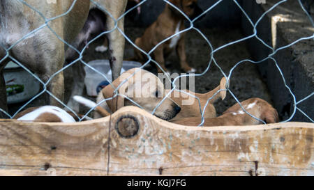 Podgorica, Monténégro, septembre 2017 - Chien de chasse sans-abri et les chiots en attente d'être adopté par un nouveau propriétaire dans un refuge pour animaux abandonnés Banque D'Images