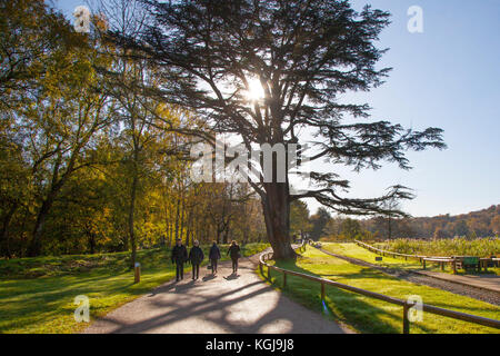 Stoke-on-Trent. Météo britannique. 8 novembre 2017. Le soleil lumineux commence à la journée d'automne dans les jardins, les bois et le parc de Trentham. Trentham Gardens est le mile long, Capacité Brown conçu paysage et le lac Trentham avec une promenade circulaire au bord du lac tout au long de la route, comme il vous prend de côté la rivière Trent, Banque D'Images