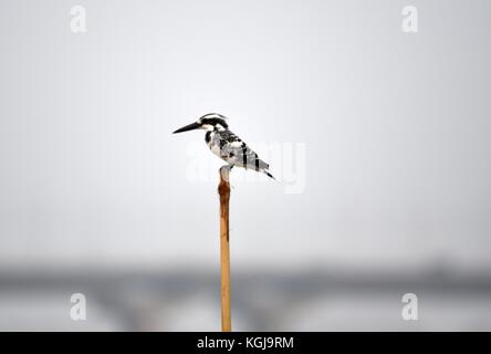 Allahabad, Uttar Pradesh, Inde. 8 novembre 2017. Allahabad : un kingfisher s'assoit sur un bambou sur le fleuve Ganga devant Magh Mela à Allahabad, le 08-11-2017. Credit: Prabhat Kumar Verma/ZUMA Wire/Alamy Live News Banque D'Images