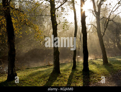 Le Derbyshire, Royaume-Uni. 05Th Nov, 2017. UK - 8 novembre 2017 - automne glorieux soleil sur le canal de Cromford dans le Derbyshire Peak District avec le soleil qui rayonne à travers les arbres. Crédit : Robert Morris/Alamy Live News Banque D'Images