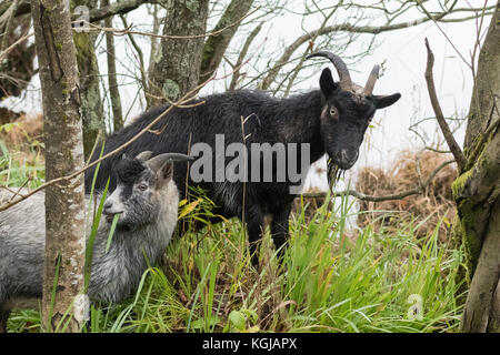 Loch Ard, Loch Lomond et les Trossachs National Park, Royaume-Uni. Nov 8, 2017. UK - Les chèvres sauvages - vivre nature au parc national du Loch Lomond et des Trossachs, l'Écosse - l'alimentation par le côté du Loch Ard sur un jour d'automne froid et brumeux Crédit : Kay Roxby/Alamy Live News Banque D'Images