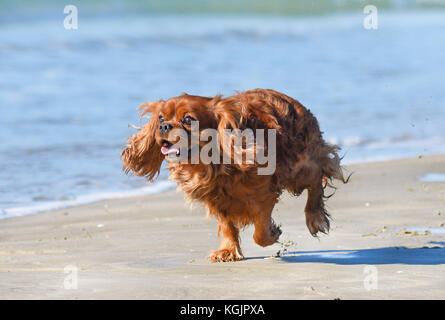 Cavalier King Charles Brown en cours d'exécution sur la plage en automne Banque D'Images