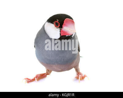 Java sparrow in front of white background Banque D'Images