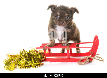 Chiot chihuahua in front of white background Banque D'Images