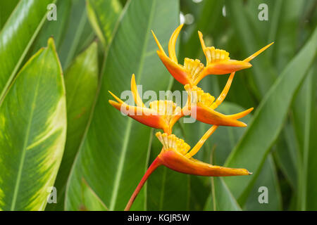 Heliconia Lobster-claws fleur dans le jardin Banque D'Images