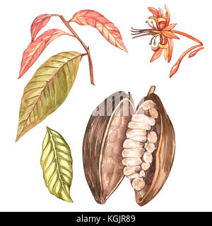 Ensemble d'illustration botanique. aquarelle collection fruits cacao isolé sur fond blanc. à la main les plantes exotiques de cacao Banque D'Images