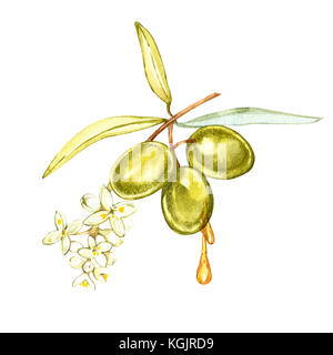 Fruits et feuilles d'olive sur un fond blanc. aquarelle illustrations. gouttes et éclaboussures d'huile d'olive. L'aquarelle et à l'illustration botanique. Banque D'Images