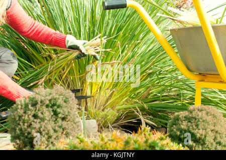 Une femme plantes taillées dans le jardin avec un émondeur, préparer le jardin pour l'hiver, un chariot de jardin, travaux de jardinage Banque D'Images