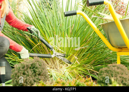 Une femme plantes taillées dans le jardin avec un émondeur, préparer le jardin pour l'hiver, un chariot de jardin, travaux de jardinage Banque D'Images