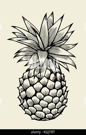 Pineapplefruit. hand drawn vector sketch sur rond Illustration de Vecteur