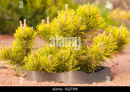 Petits plants de conifères dans le jardin Banque D'Images