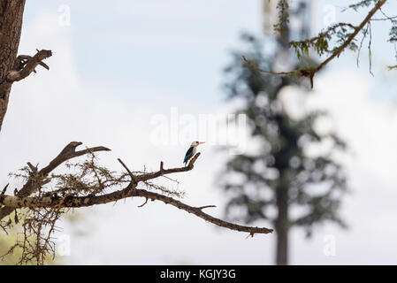 Un Gray-Headed (Halcyon leucocephala) Kingfisher perché dans un arbre Banque D'Images