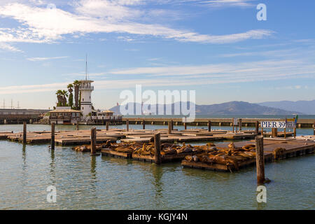 Les lions de mer se prélassent au soleil sur dock flottant au pier 39 à San Francisco, Californie Banque D'Images