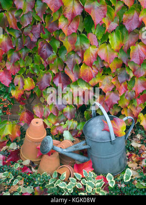 Vieux arrosoir, pots de fleurs de tera cotta et feuilles mortes de la Virginie rampante Parthenocissus quinquefolia Banque D'Images