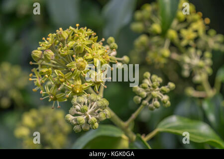 Fleurs et boutons de fleurs du lierre / Hedera helix. Fleurs de lierre. Banque D'Images