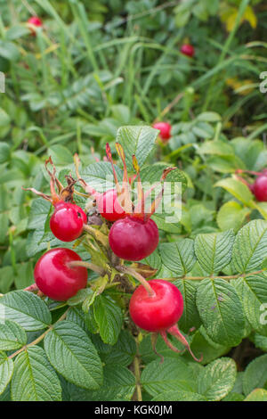 Grand églantier rouge de la Wild Rose japonais / Rosa rugosa en automne. Les hanches de ce littoral côtier sont des plantes comestibles. Banque D'Images