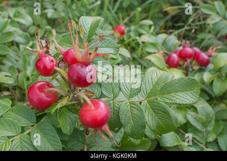 Grand églantier rouge de la Wild Rose japonais / Rosa rugosa en automne. Les hanches de ce littoral côtier sont des plantes comestibles. Banque D'Images