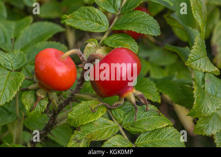 Grand églantier rouge de la Wild Rose japonais / Rosa rugosa en automne. Les hanches de ce littoral côtier sont des plantes comestibles. Banque D'Images