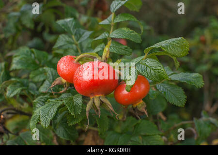 Grand églantier rouge de la Wild Rose japonais / Rosa rugosa en automne. Les hanches de ce littoral côtier sont des plantes comestibles. Banque D'Images