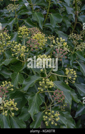 Fleurs et boutons de fleurs du lierre / Hedera helix. Fleurs de lierre. Banque D'Images