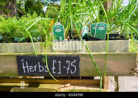 Fines herbes en pot en vente, UK Banque D'Images