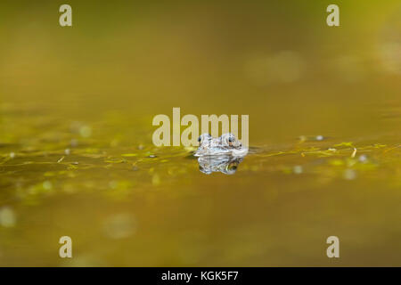 Common Frog; Rana temporaria Single in Pool Falls of Bruar; Scotland; UK Banque D'Images