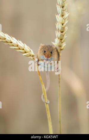 Micromys minutus Souris ; seul sur le maïs ; UK en captivité Banque D'Images