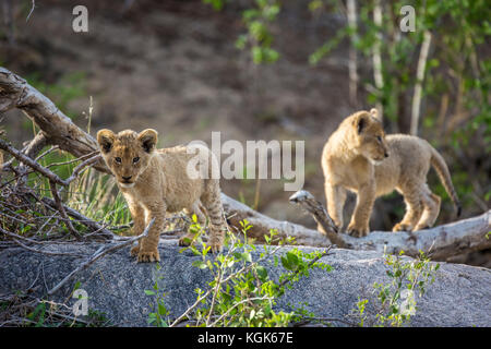 Deux oursons lion (Panthera leo) explorant leurs enviromnent Banque D'Images