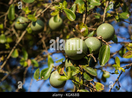 Fruit rond vert sur une strychnos spinosa ou singe épineux arbre orange (également connu sous le nom de singe vert orange) Banque D'Images