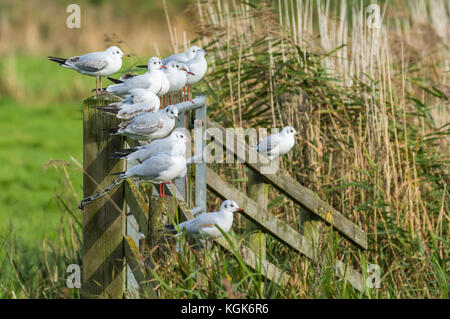 Les goélands à tête noire (chroicocephalus ridibundus) en plumage d'hiver perché sur une clôture dans un champ en hiver dans le sud de l'Angleterre, Royaume-Uni. Banque D'Images