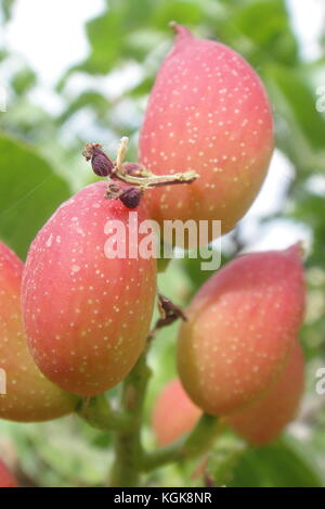 Les pistaches tree Banque D'Images