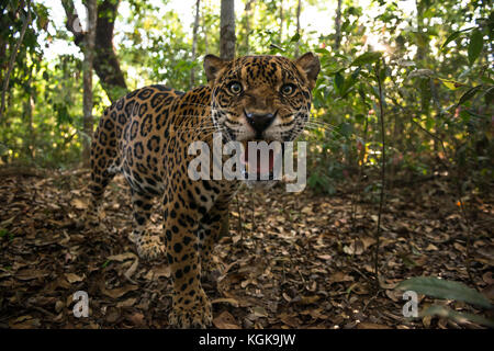 Une Jaguar dans une forêt dans le centre du Brésil Banque D'Images