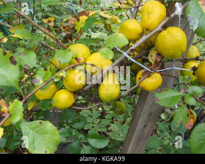 Bush le coing fruit. petit fruit jaune. jardin bush. close-up. Banque D'Images