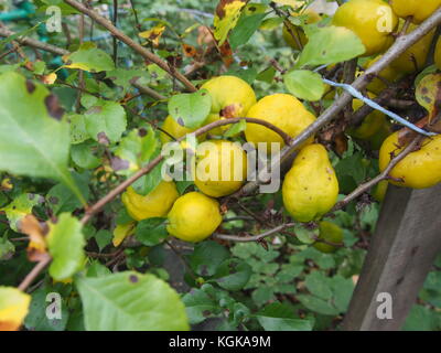 Bush le coing fruit. petit fruit jaune. jardin bush. close-up. Banque D'Images