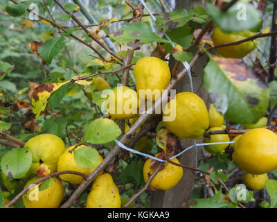 Bush le coing fruit. petit fruit jaune. jardin bush. close-up. Banque D'Images