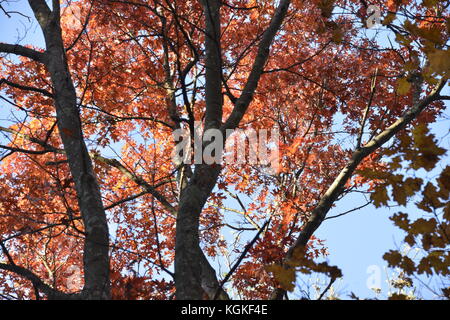 Cerf biche et faon dans fire island Banque D'Images