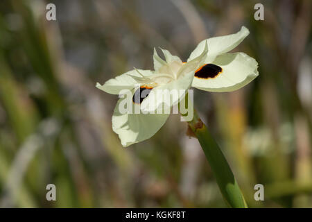 Dietes bicolor - iris dans son environnement naturel avec feuillage naturel. l'arrière-plan se concentrent sur le domaine de la fleur avec l'arrière-plan de netteté. Banque D'Images