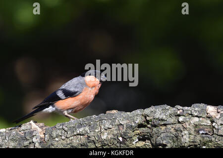 Un mâle canard colvert (Pyrrhula pyrrhula) perché sur une branche en bois dans un jardin de banlieue, Coventry, Royaume-Uni. Banque D'Images